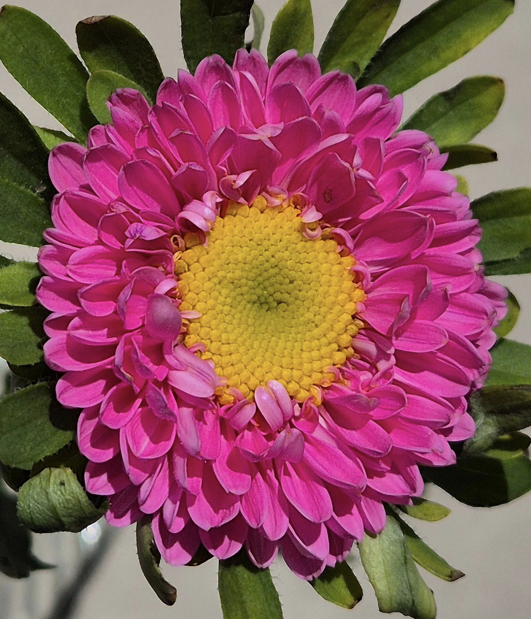 Pink Marigold Flower